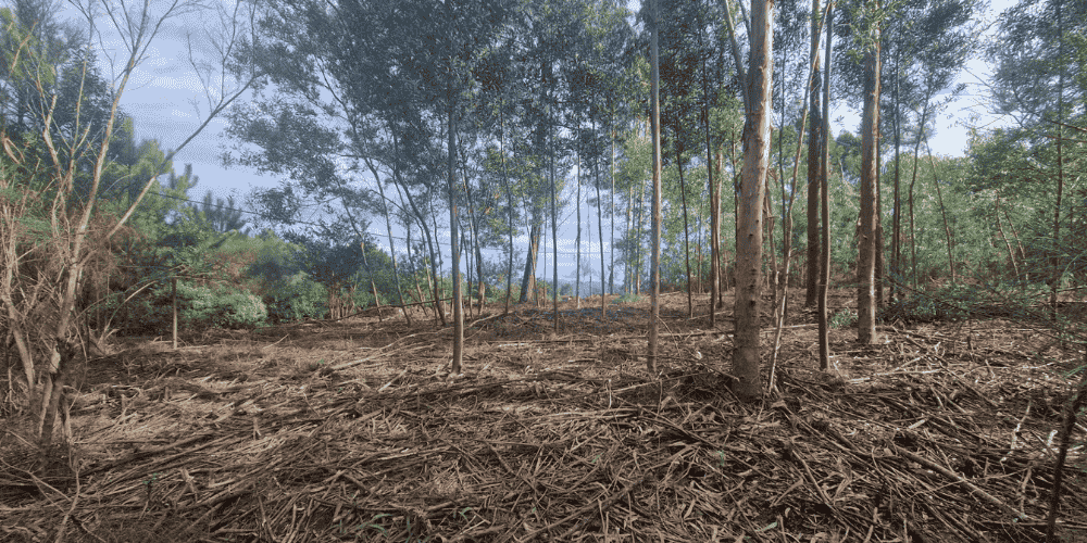 Design sem nome - 2025-09-03T102902.821