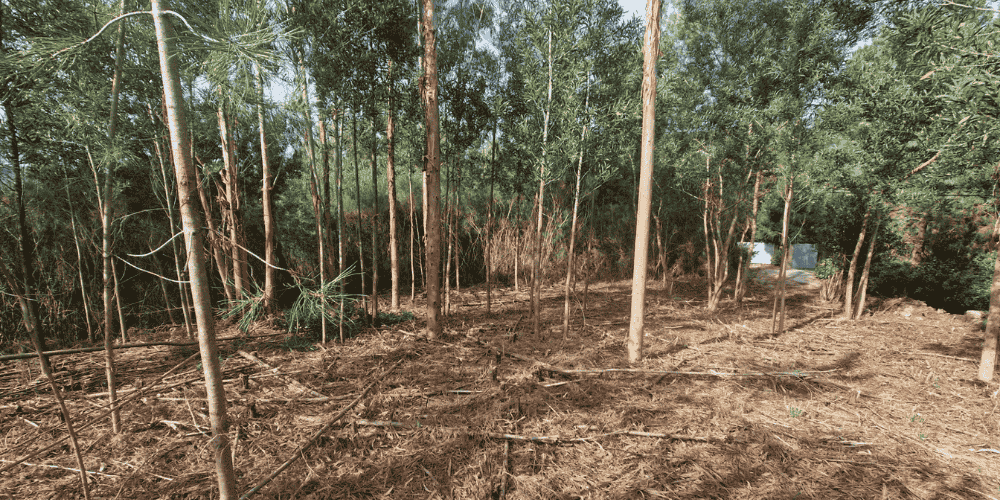 Design sem nome - 2025-09-03T103354.971